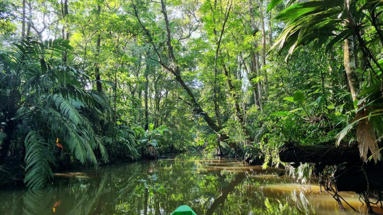 Wildlife Art Tortuguero Hotel Luaran gambar
