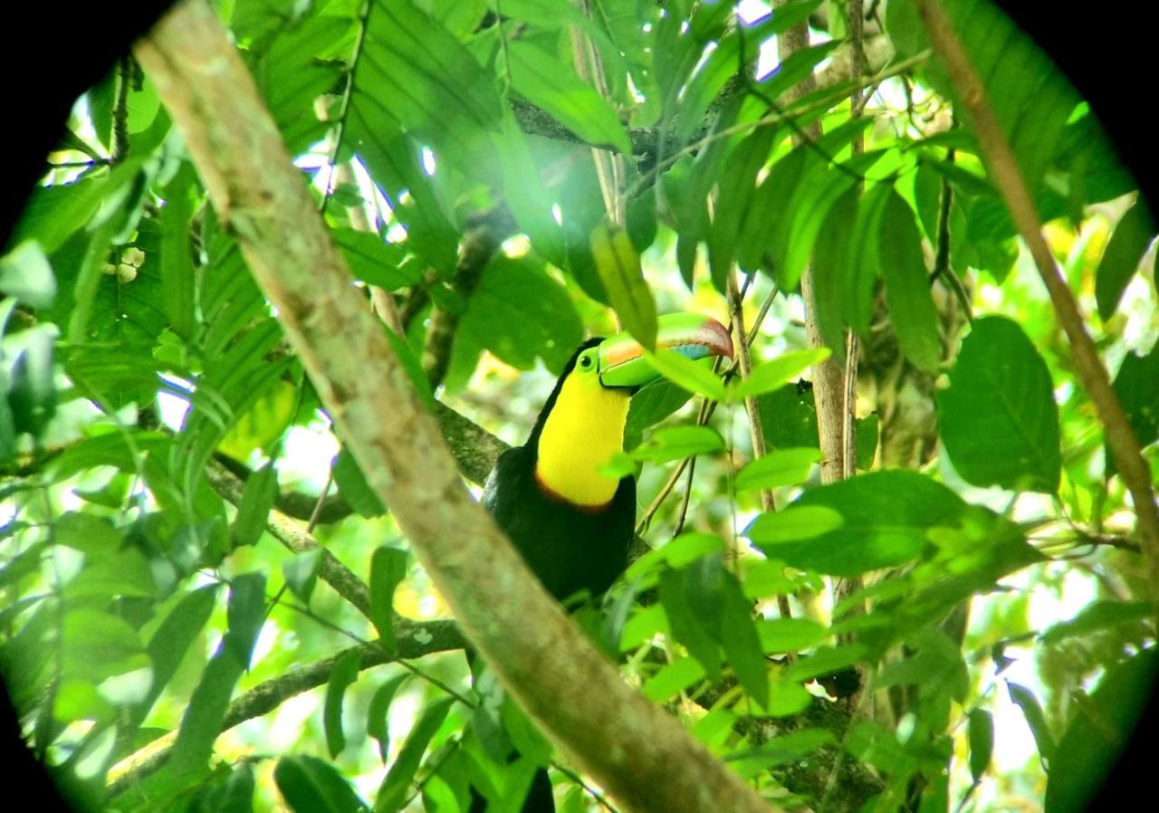Wildlife Art Tortuguero Hotel Luaran gambar