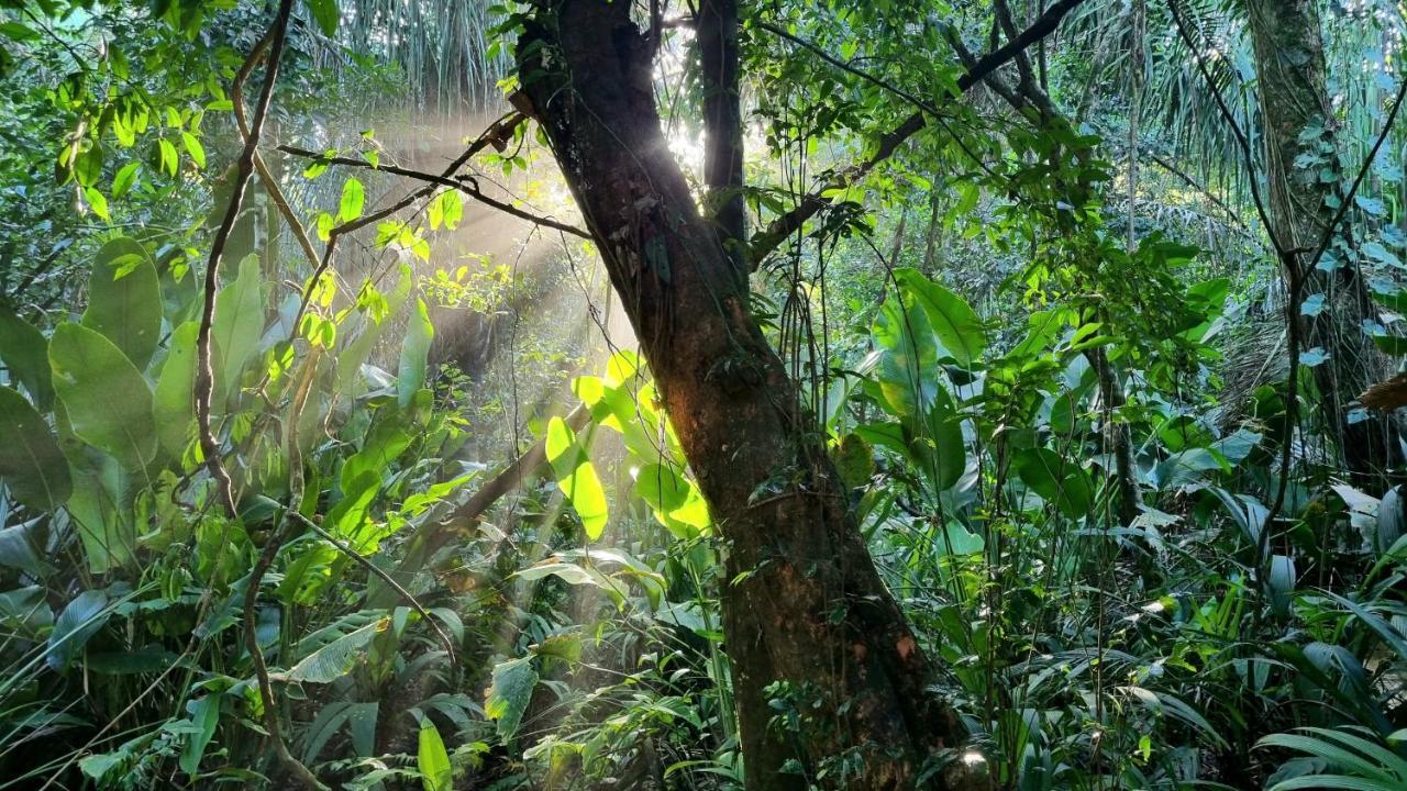 Wildlife Art Tortuguero Hotel Luaran gambar