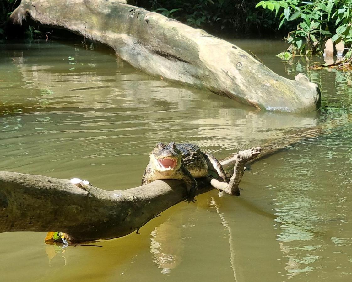 Wildlife Art Tortuguero Hotel Luaran gambar