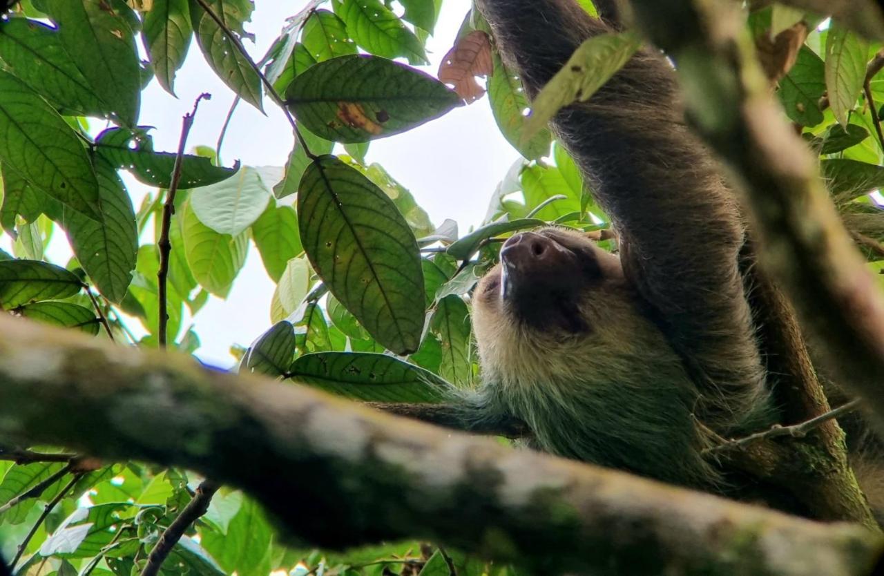 Wildlife Art Tortuguero Hotel Luaran gambar