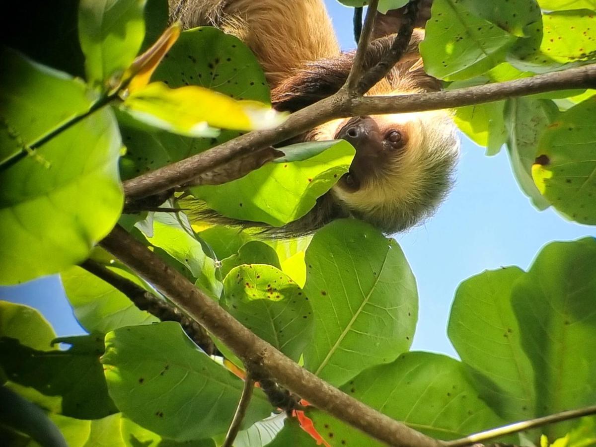 Wildlife Art Tortuguero Hotel Luaran gambar