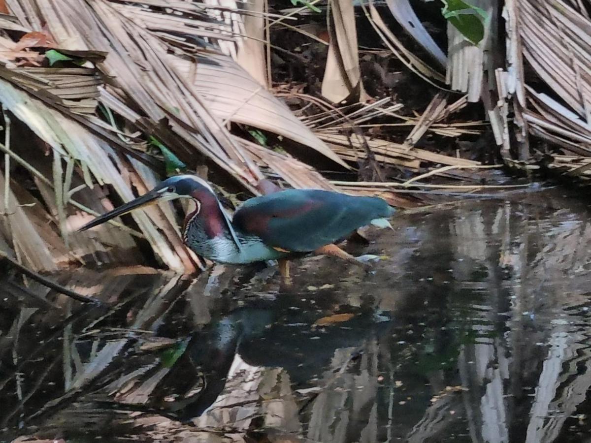 Wildlife Art Tortuguero Hotel Luaran gambar