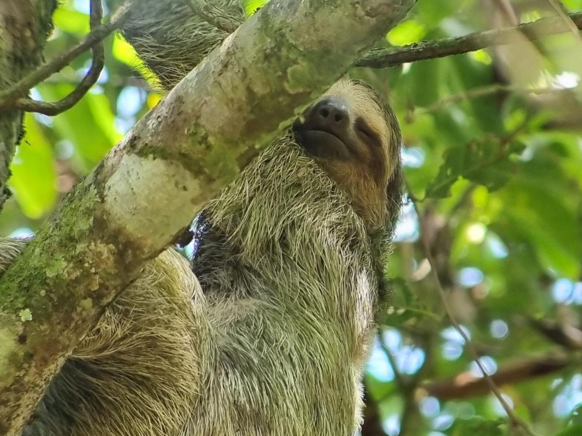 Wildlife Art Tortuguero Hotel Luaran gambar