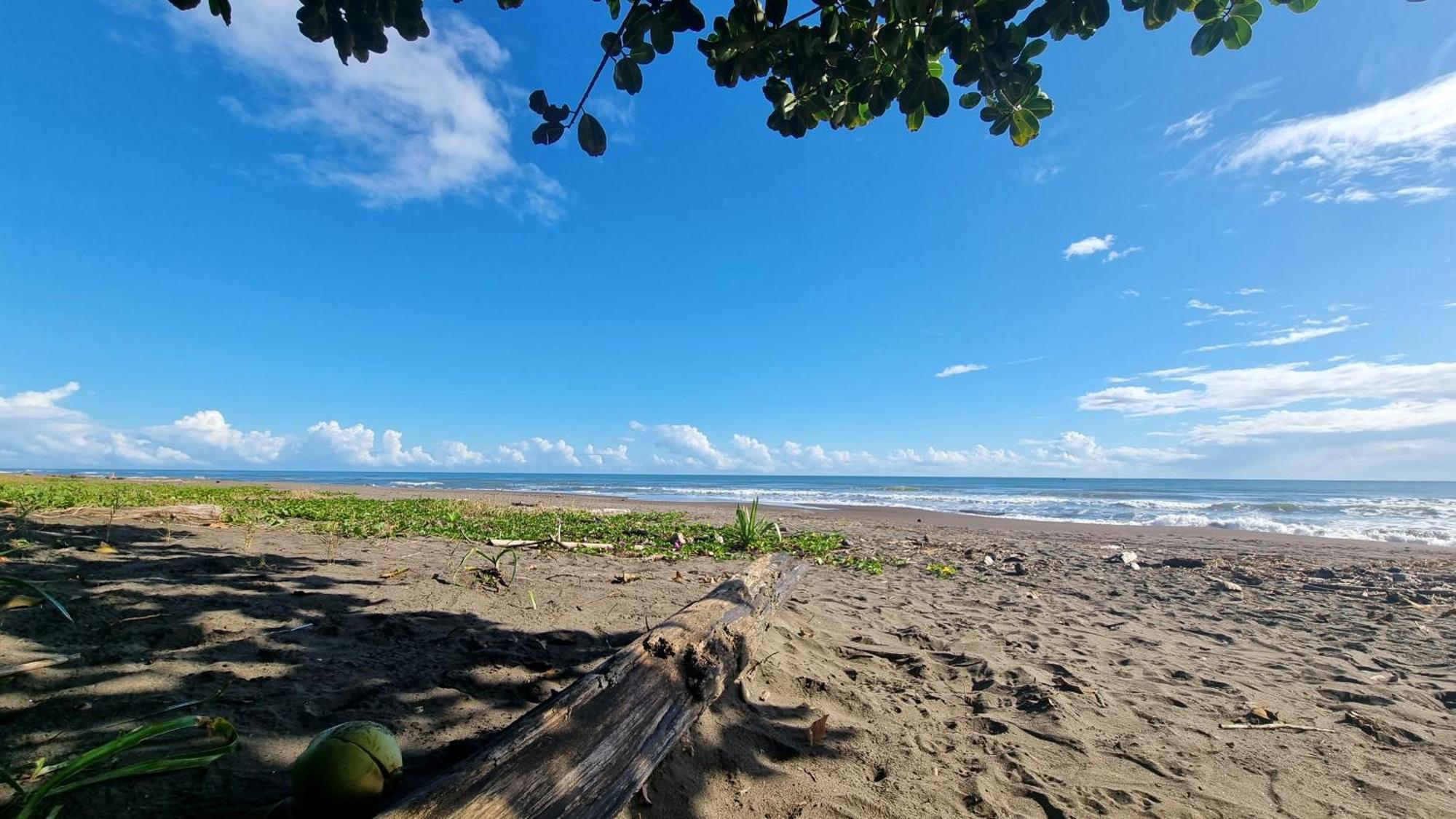 Wildlife Art Tortuguero Hotel Luaran gambar