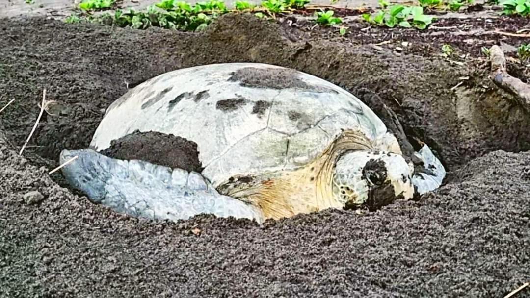 Wildlife Art Tortuguero Hotel Luaran gambar