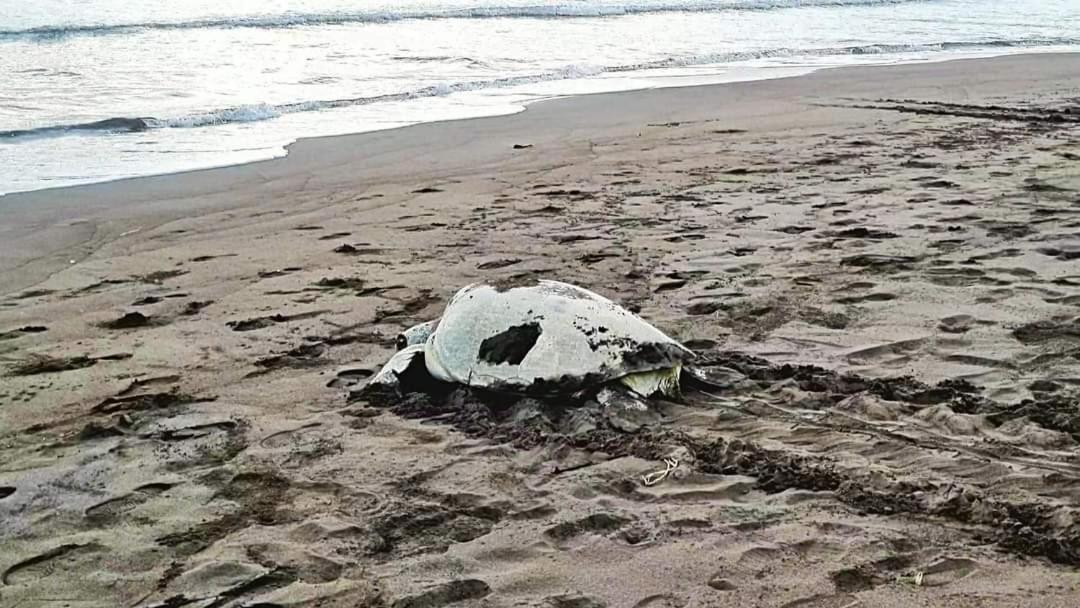 Wildlife Art Tortuguero Hotel Luaran gambar